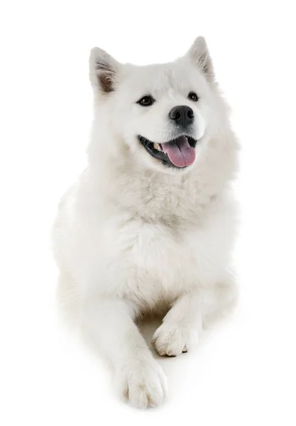 Samoyed köpek Studio — Stok fotoğraf