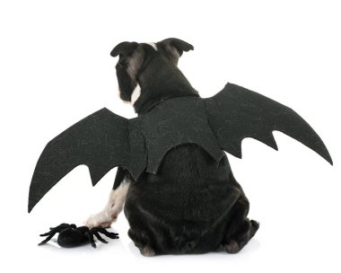 köpek yavrusu boston korkunç beyaz arka plan önünde yarasa