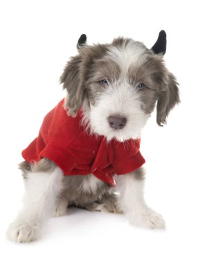 Beyaz arka planda köpek sakallı çoban köpeği