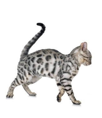 Bengal kedisi beyaz arka planda