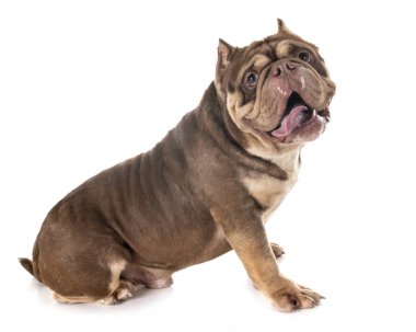 Beyaz arka planda Amerikan zorbası