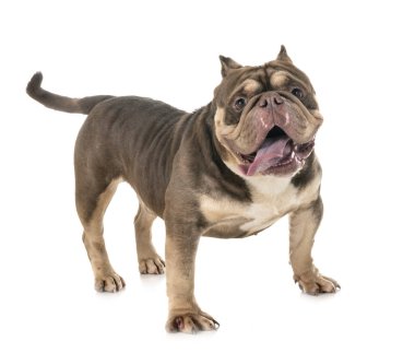 Beyaz arka planda Amerikan zorbası