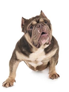 Beyaz arka planda Amerikan zorbası