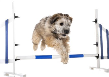 Beyaz arka plan önünde köpek yavrusu pyrenean çoban