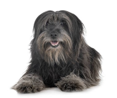 Beyaz arka plan önünde yetişkin pyrenean çoban