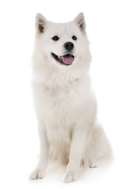Beyaz arka plan önünde Samoyed köpek