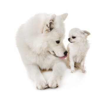 Samoyed köpek ve beyaz arka plan önünde chihuahua