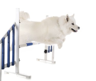Beyaz arka plan önünde Samoyed köpek