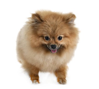 Beyaz arkaplan önünde genç pomeranian