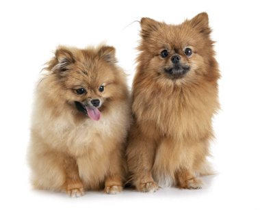 Beyaz arkaplan önünde genç Pomeranyalılar