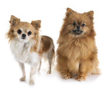 Genç Pomeranian ve Chihuahua beyaz arkaplan önünde