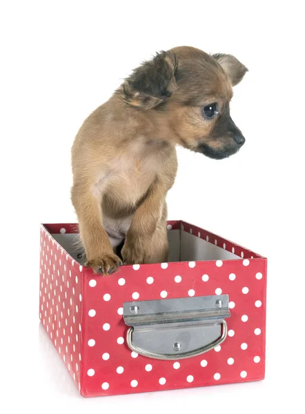 Puppy Russkiy Toy Front White Background — Stock Photo, Image