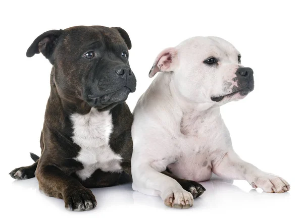 Staffordshire Terriers Toro Frente Fondo Blanco —  Fotos de Stock