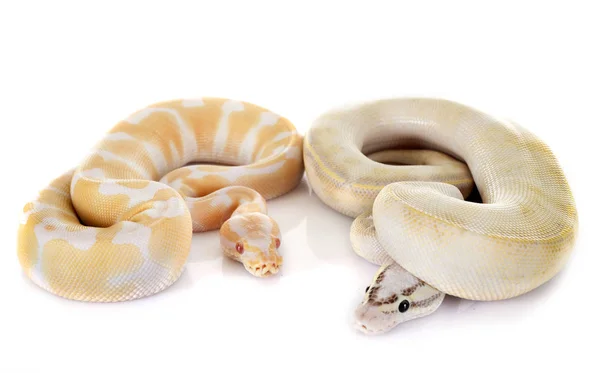 Pythons Reais Frente Fundo Branco — Fotografia de Stock