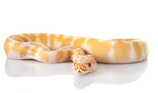 Královská Python Před Bílým Pozadím — Stock fotografie