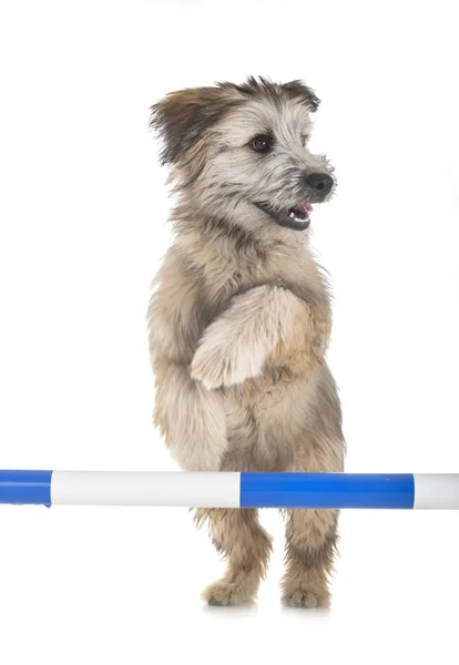 Puppy Pyrenese Herder Voor Witte Achtergrond — Stockfoto