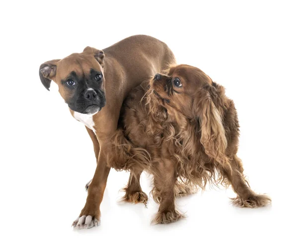 Cachorro Boxeador Caballero Rey Charles Frente Fondo Blanco — Foto de Stock