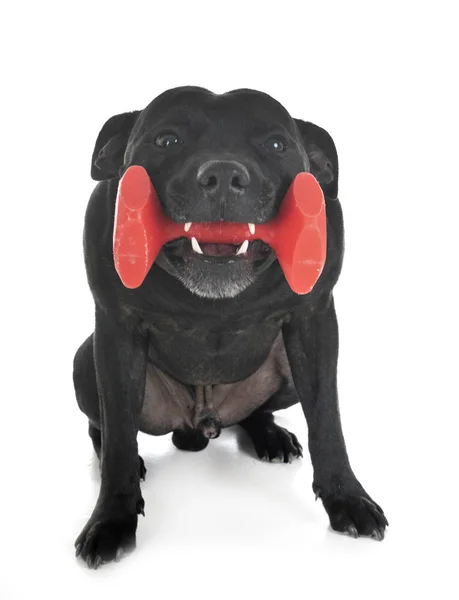 Staffordshire Bull Terrier Front White Background — Stock Photo, Image