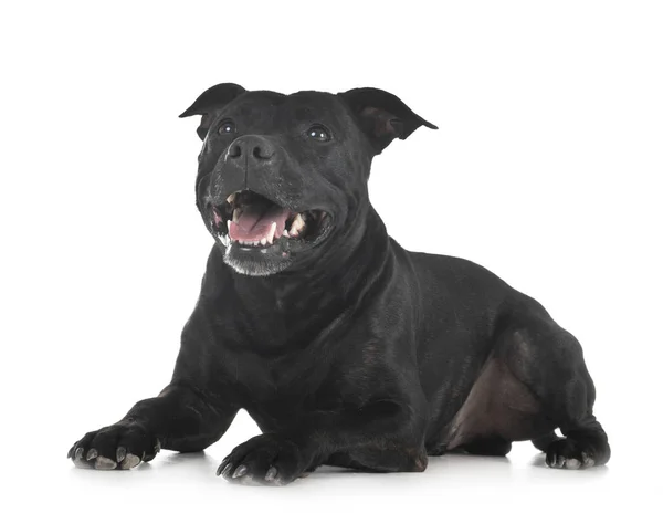 Staffordshire Bull Terrier Front White Background — Stock Photo, Image