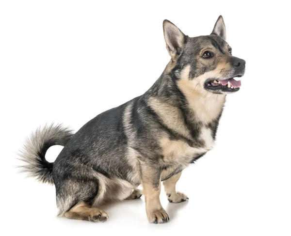 Swedish Vallhund Front White Background — Stock Photo, Image