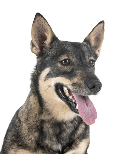 Vallhund Suédois Devant Fond Blanc — Photo