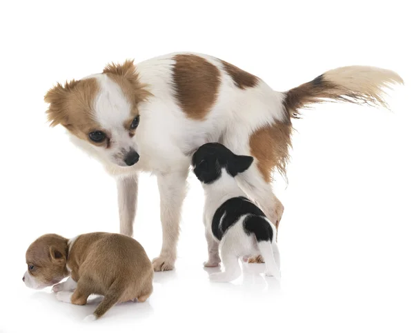 Kleine Chihuahuas Und Mutter Vor Weißem Hintergrund — Stockfoto