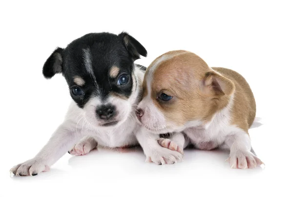 Kleine Chihuahuas Vor Weißem Hintergrund — Stockfoto