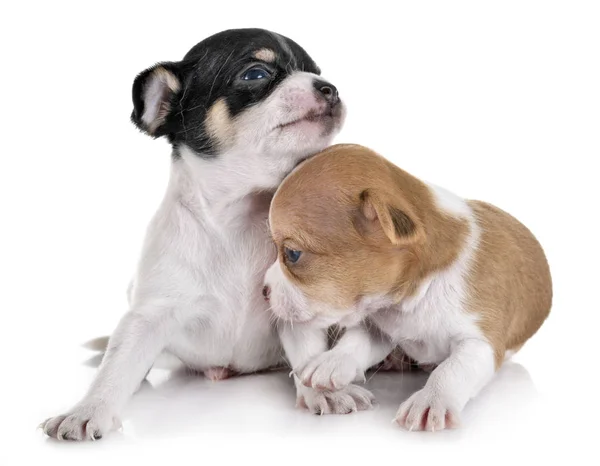 Kis Chihuahuas Előtt Fehér Háttér — Stock Fotó
