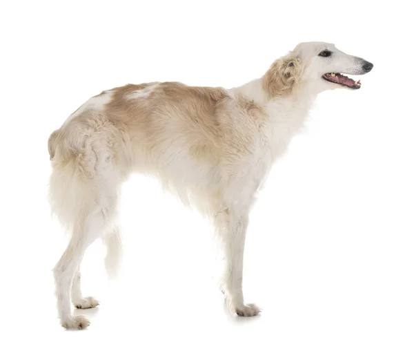 Fehér Borzoi Előtt Fehér Háttér — Stock Fotó