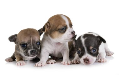 Beyaz arka planda küçük chihuahualar