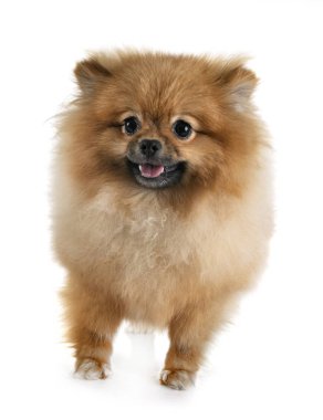 Beyaz arkaplan önünde genç pomeranian