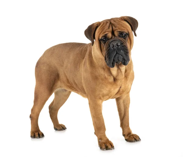 Purebred Bullmastif Front White Background — Stock Photo, Image