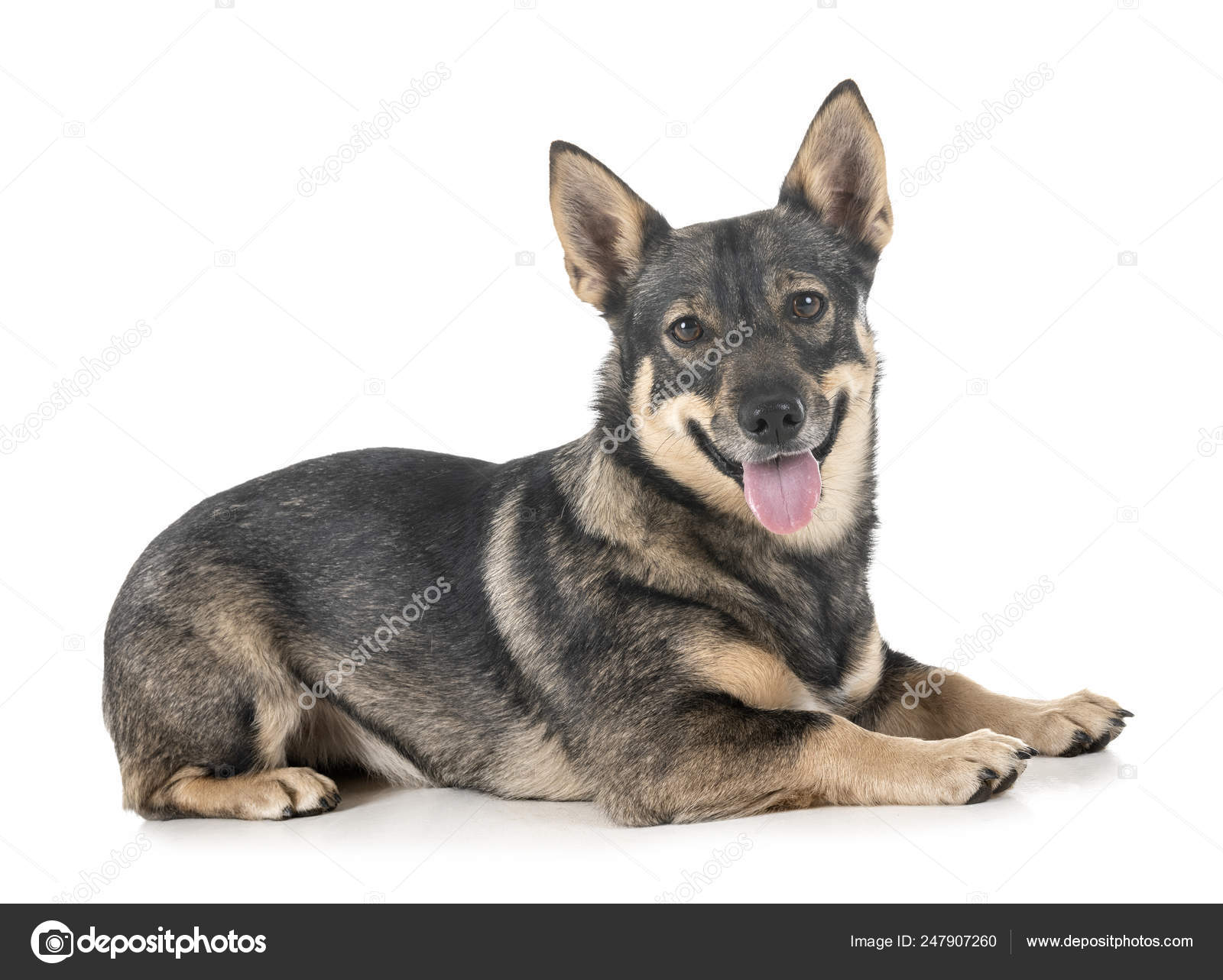 Swedish sales german shepherd