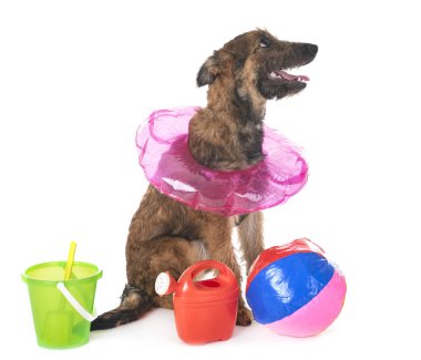 Belçika çoban laekenois