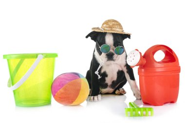 köpek yavrusu boston korkunç