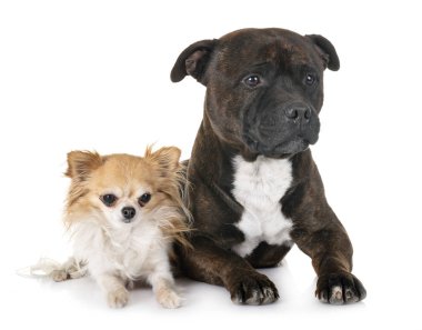 Staffordshire boğa korkunç ve chihuahua