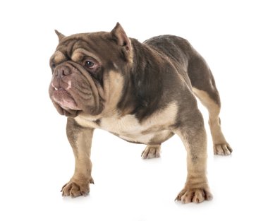 Studio Amerikan kabadayı