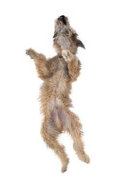 köpek yavrusu pyrenean çoban