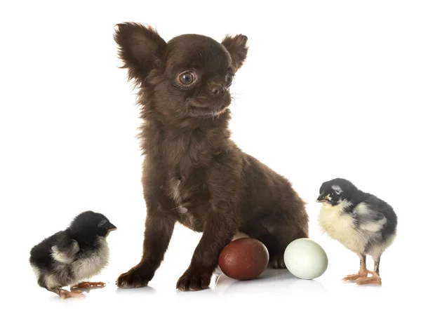 Chihuahua cachorro y polluelos — Foto de Stock