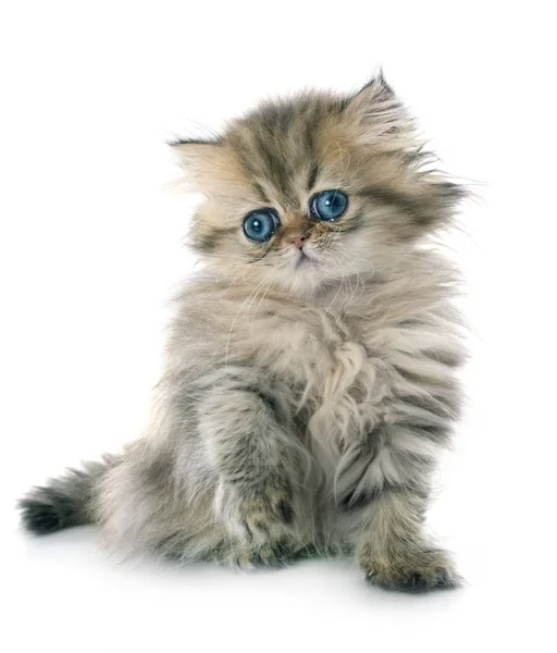 Persian kitten — Stock Photo, Image