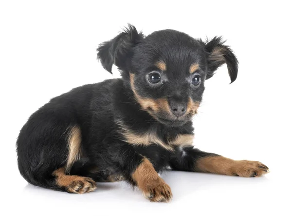Köpek yavrusu Russkiy oyuncak — Stok fotoğraf