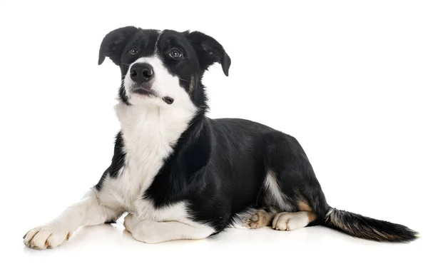 Border Collie im Atelier — Stockfoto