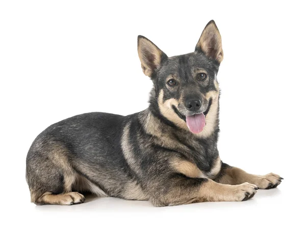 Swedish Vallhund in studio — Stock Photo, Image