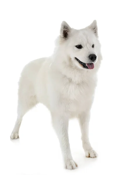 Samoyedo perro en estudio — Foto de Stock