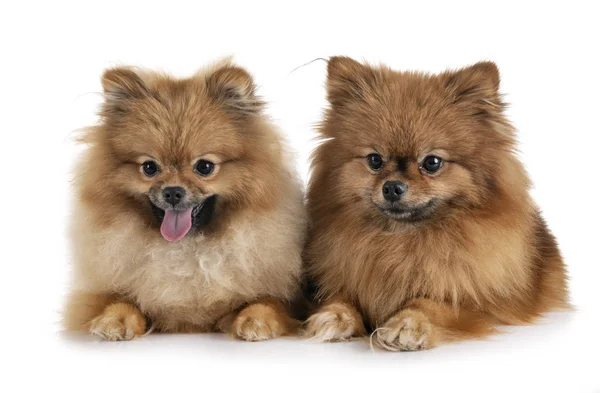 스튜디오에 pomeranians — 스톡 사진