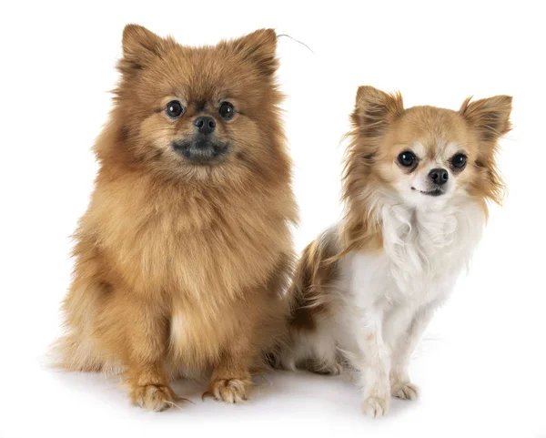 Puppy pomeranian and chihuahua — Stock Photo, Image