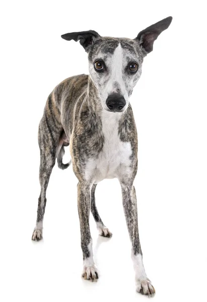 Whippet im Studio — Stockfoto