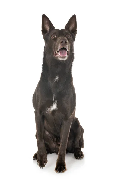 Australische Kelpie in studio — Stockfoto