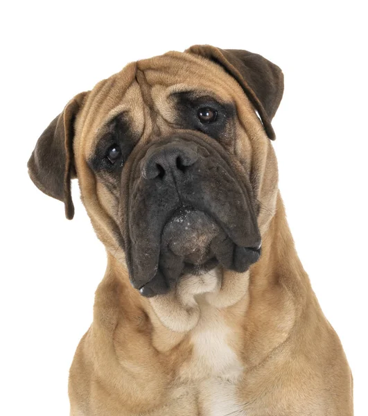 Bullmastiff i studio — Stockfoto