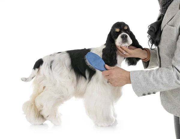 American cocker spaniel — Stock Photo, Image